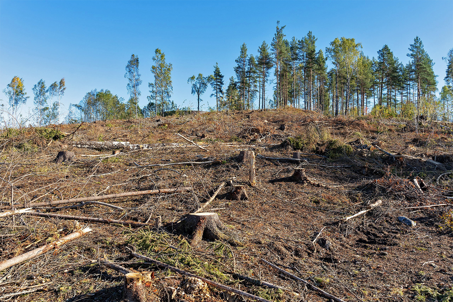 Clear-cut logging in Gjøvik, Norway.