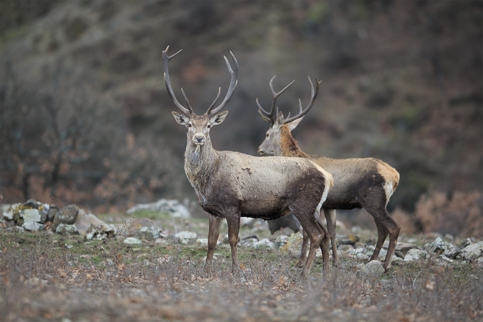 Red deer in Croatia. 