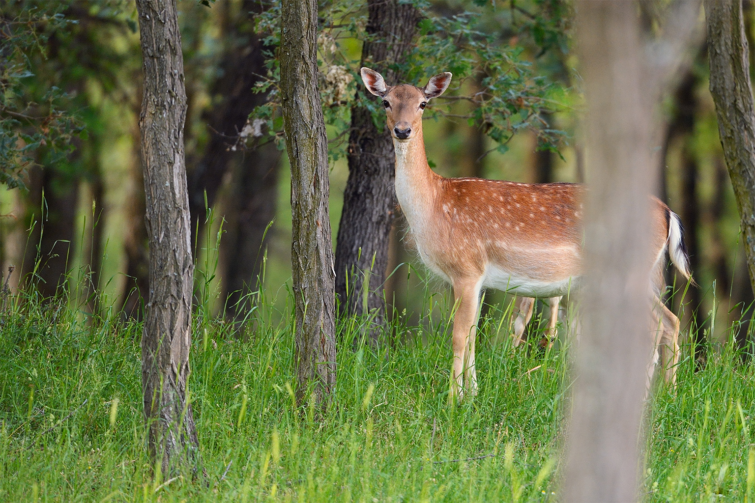 Wild, native fallow deer in the Studen Kladenets Reserve