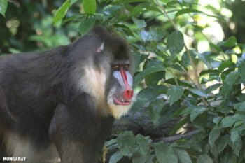 A mandrill is seen in a forest in Gabon.
