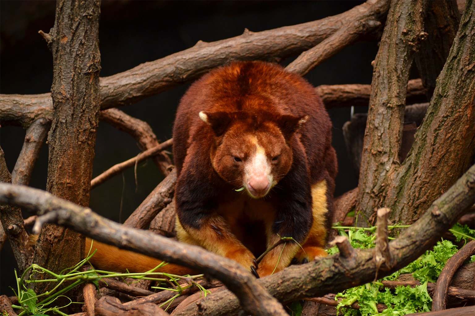 A Matschie’s tree-kangaroo.