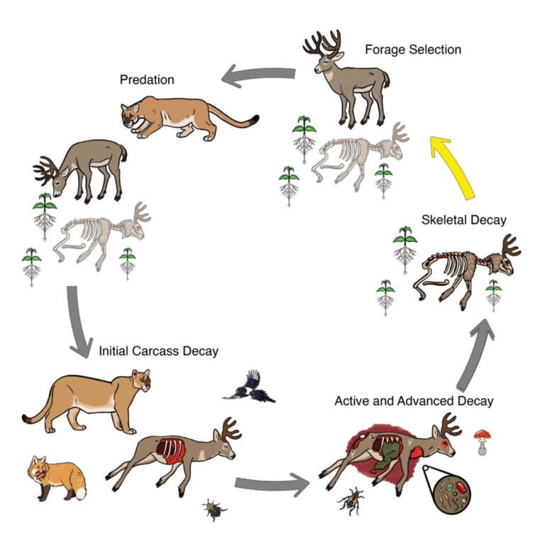 Pumas create nutrientrich 'kill gardens' to attract prey Study