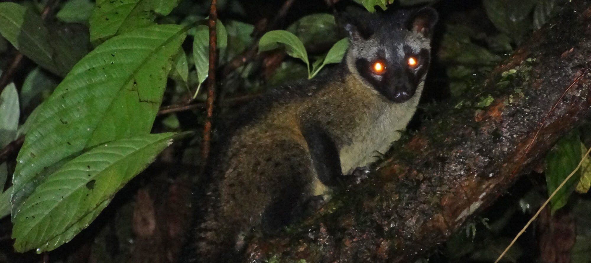 Wild Civet Coffee Kopi Luwak: Gayo Arabica Green Beans (1 LB) - Etsy, image size:2000x890