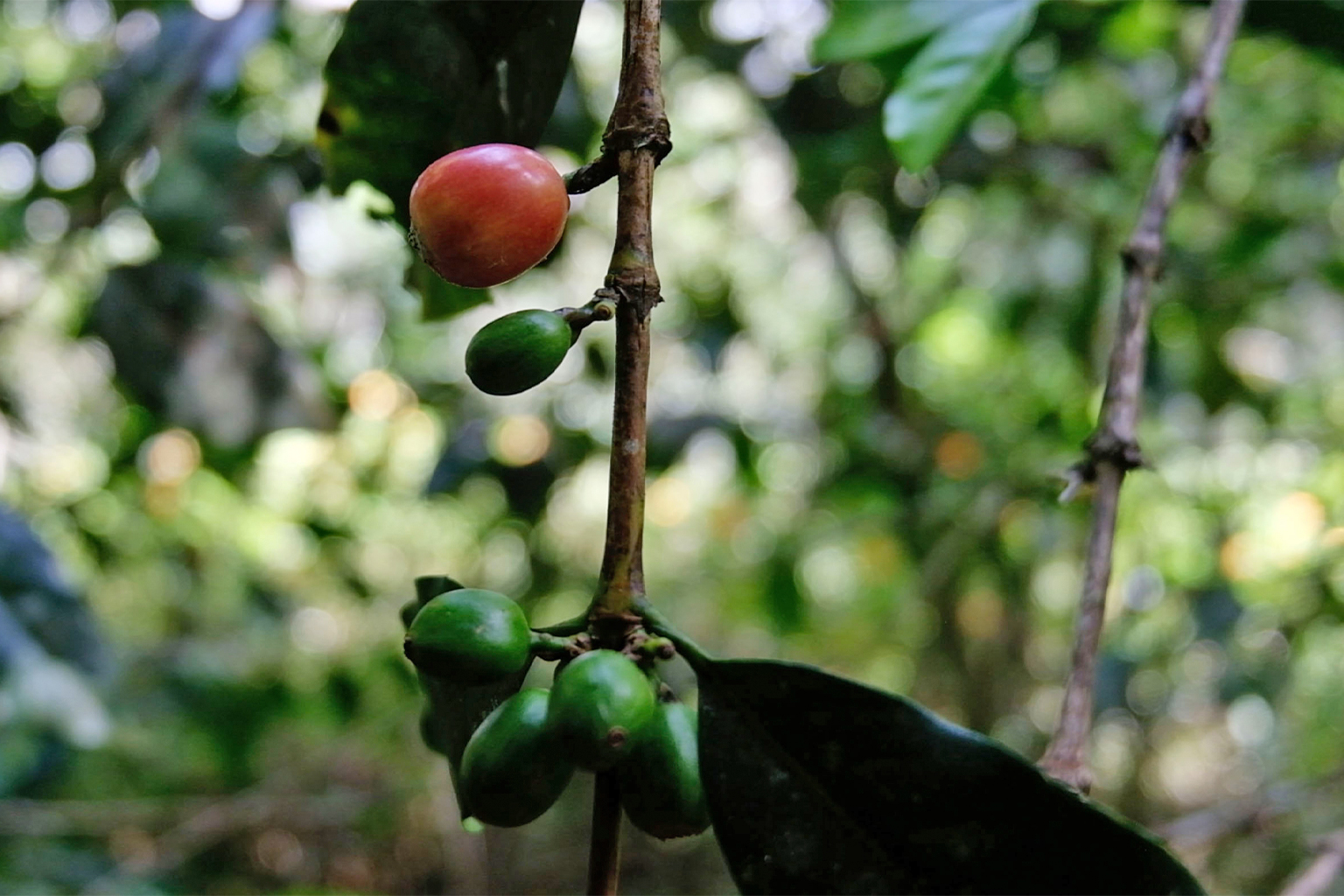 Coffee berries.