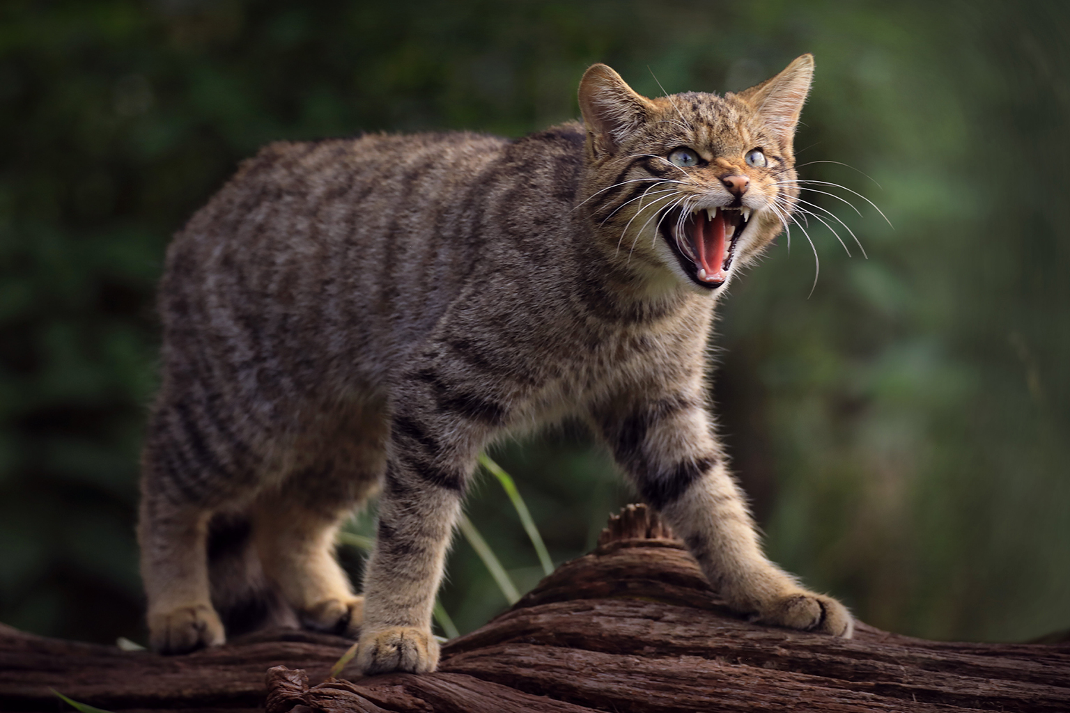 Small cats in big trouble: Why we need to save these elusive endangered  species