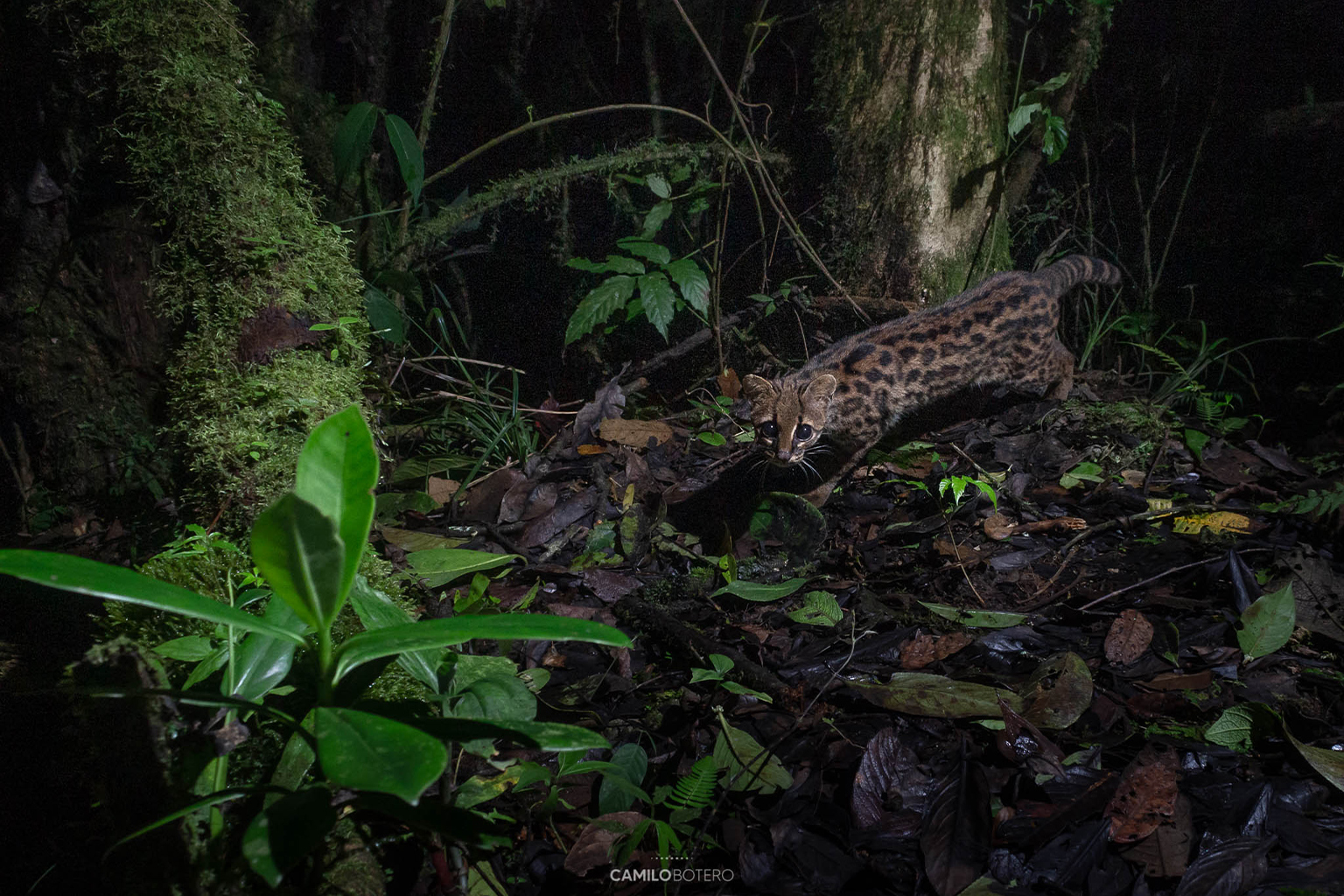 A Northern tiger cat