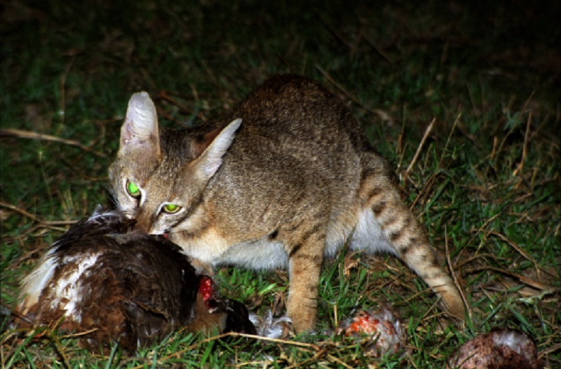 A jungle cat.