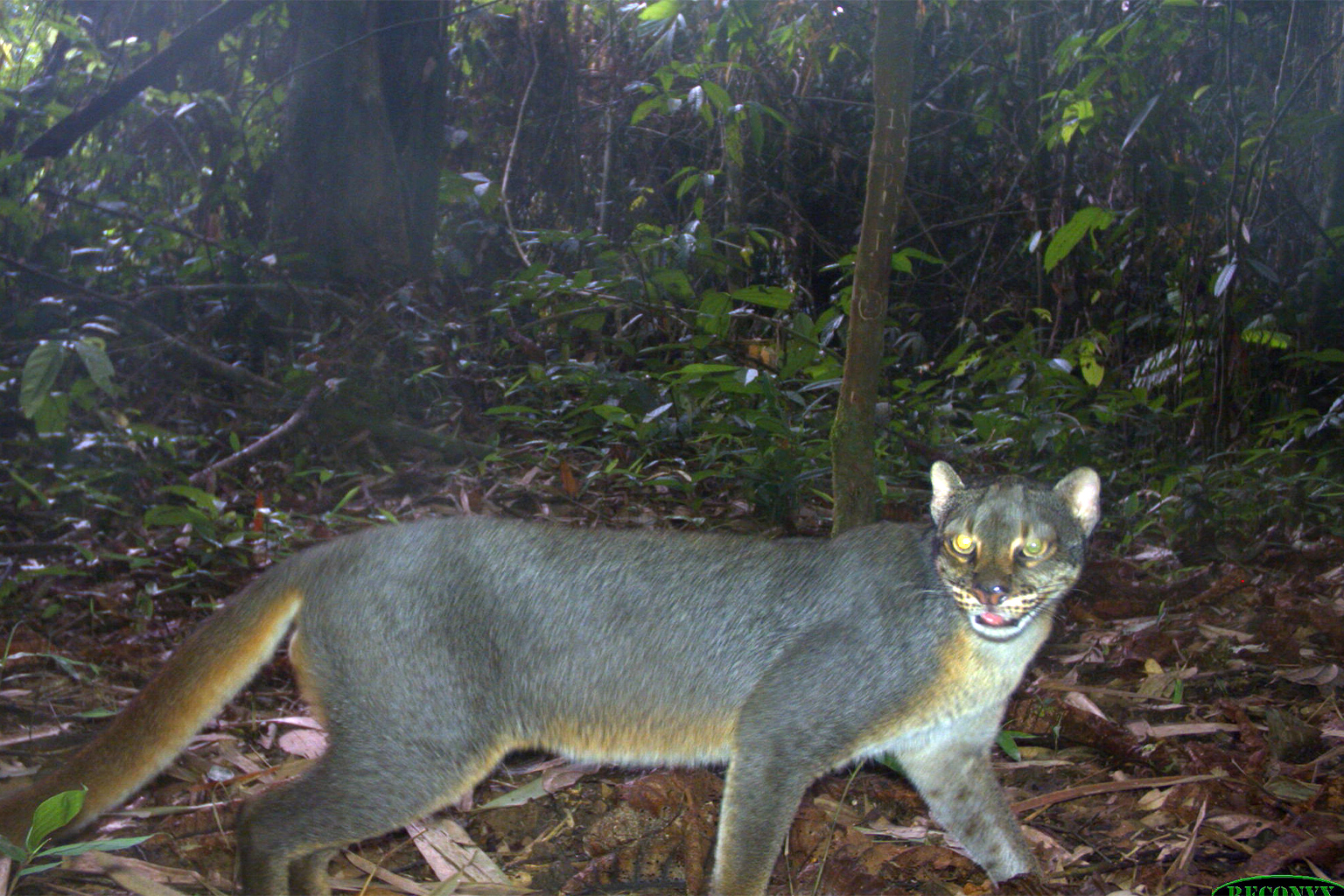 A Borneo bay cat.