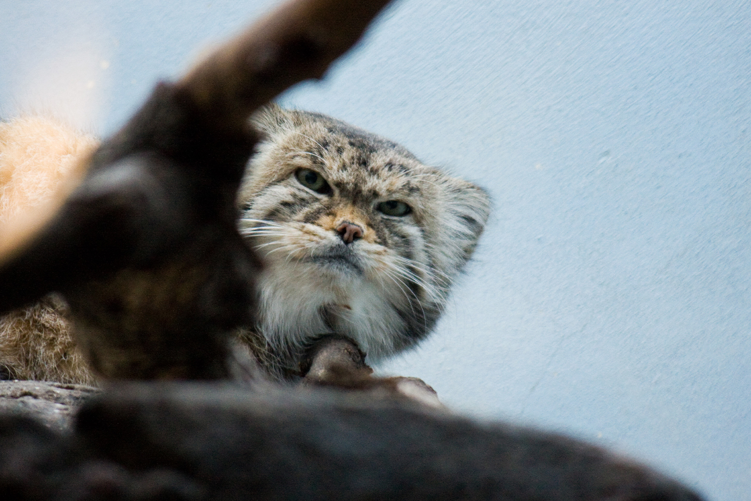 A Pallas’ cat 