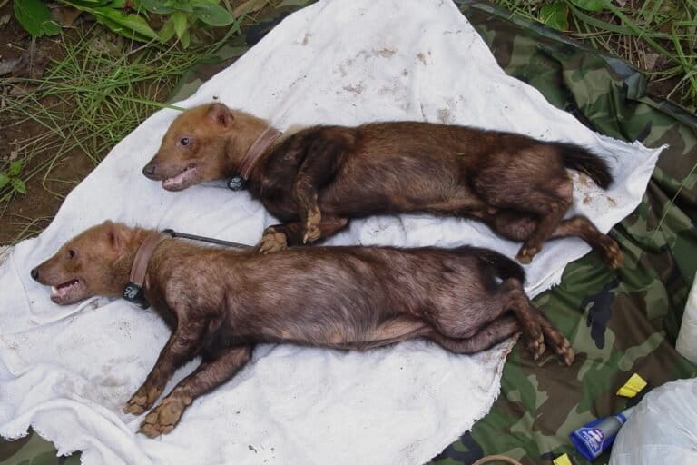 bush dogs