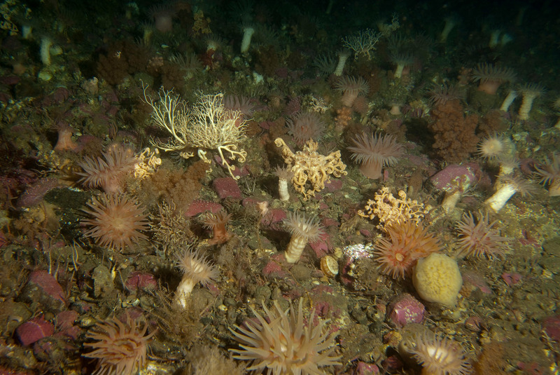 A benthos community of sea anemones, hydrozoans and basket stars on Noway's seabed. 