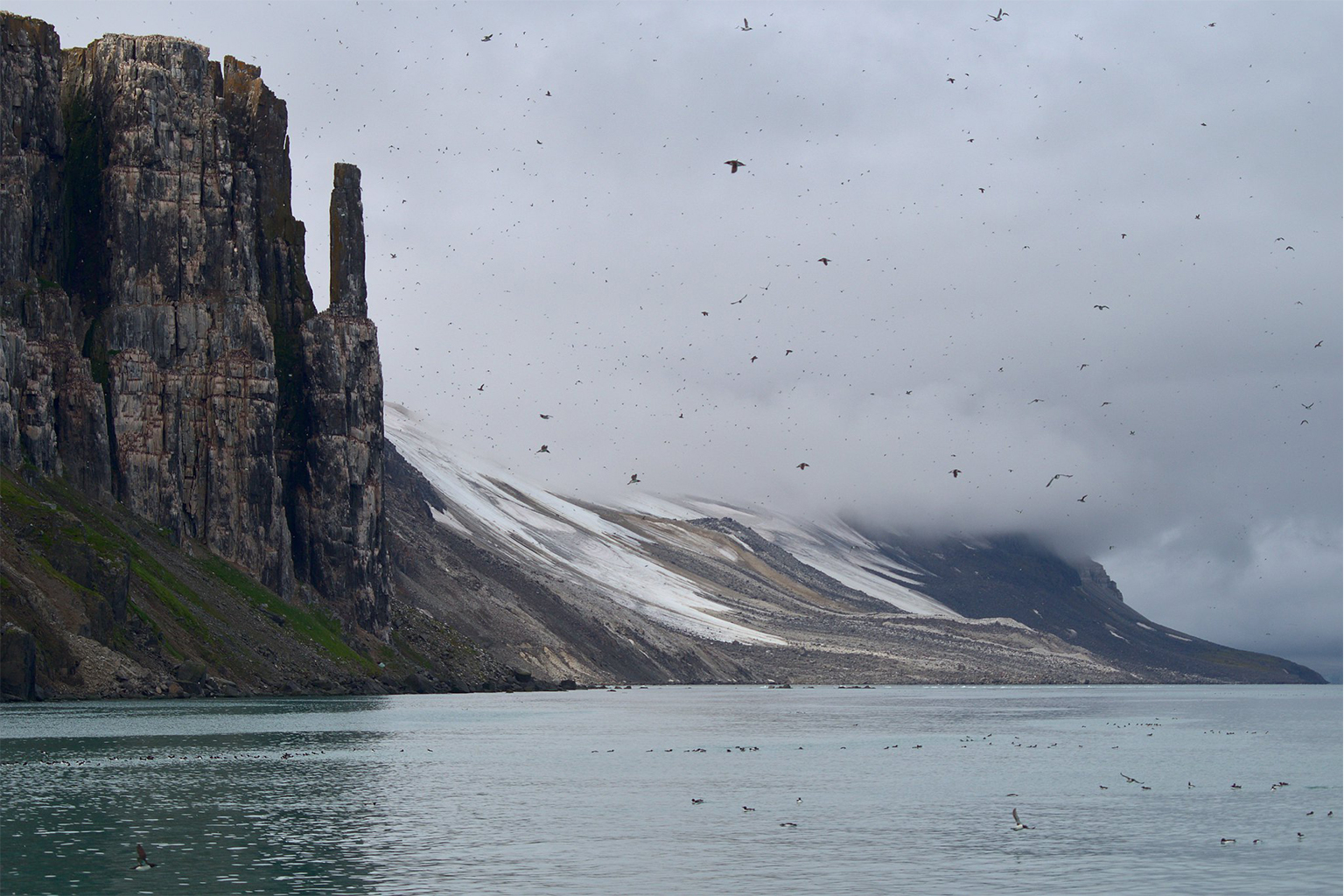 Guillemots flying in the Svalbard and Jan Mayen region of Norway