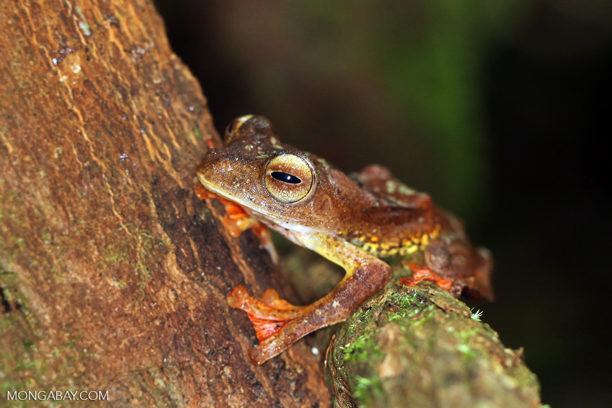 Bornean flying leopard tree frog