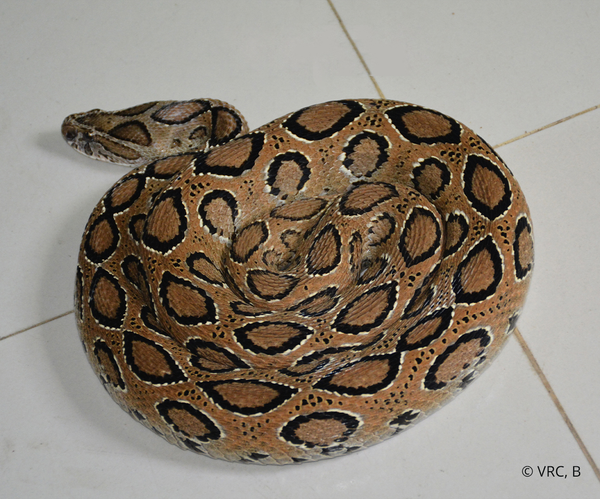 Red coral kukri sightings in Bangladesh prompt call to save rare snake  habitat