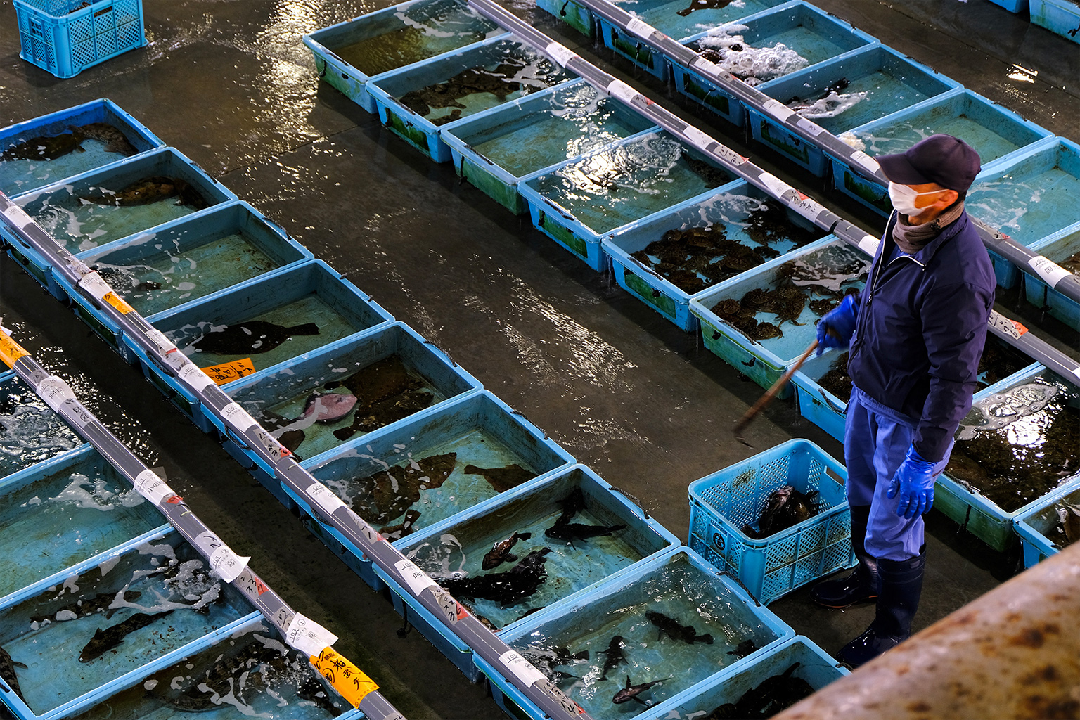 The fish market at Kesennuma, Miyagi prefecture. 