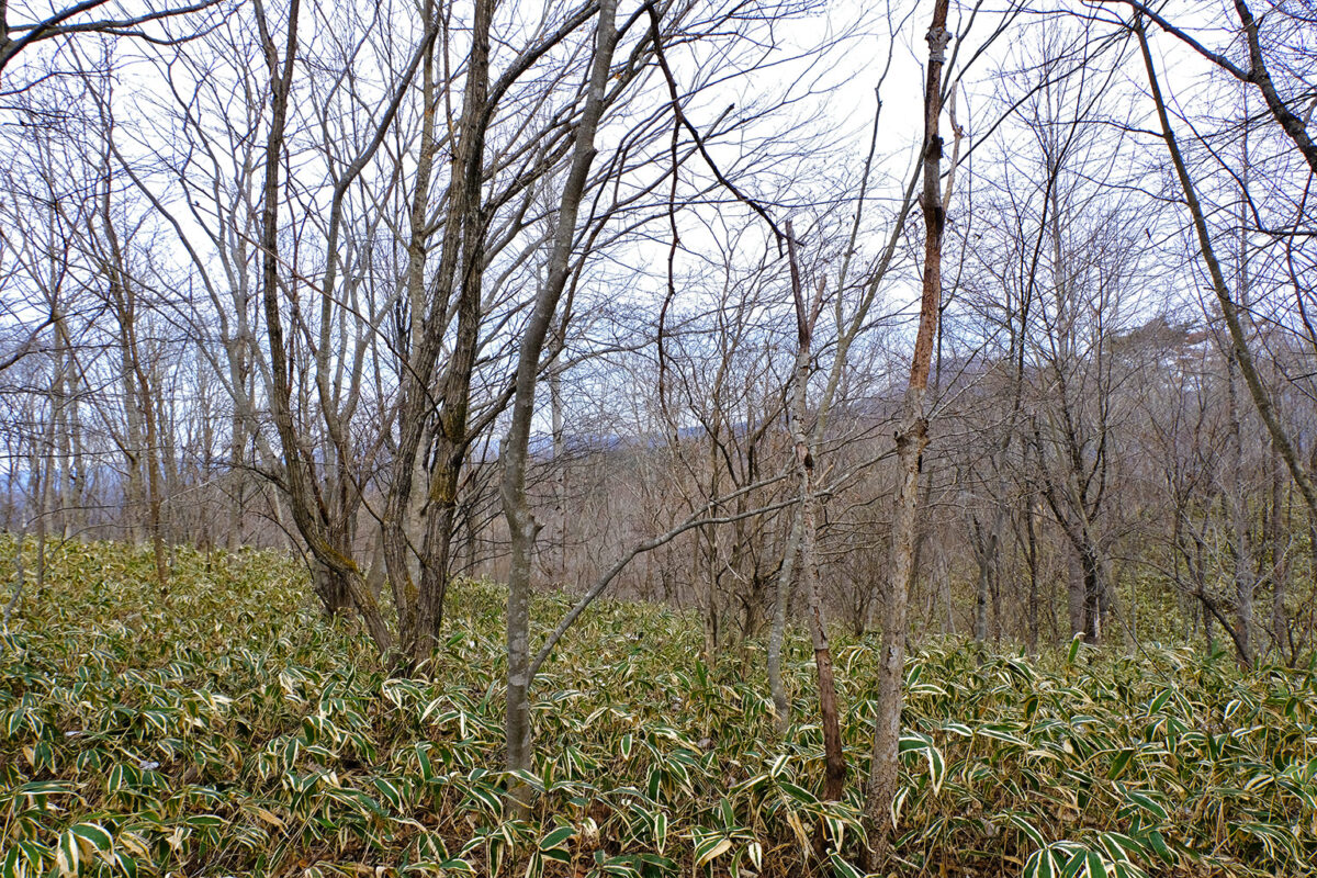 A young forest planted by fishers and their supporters.