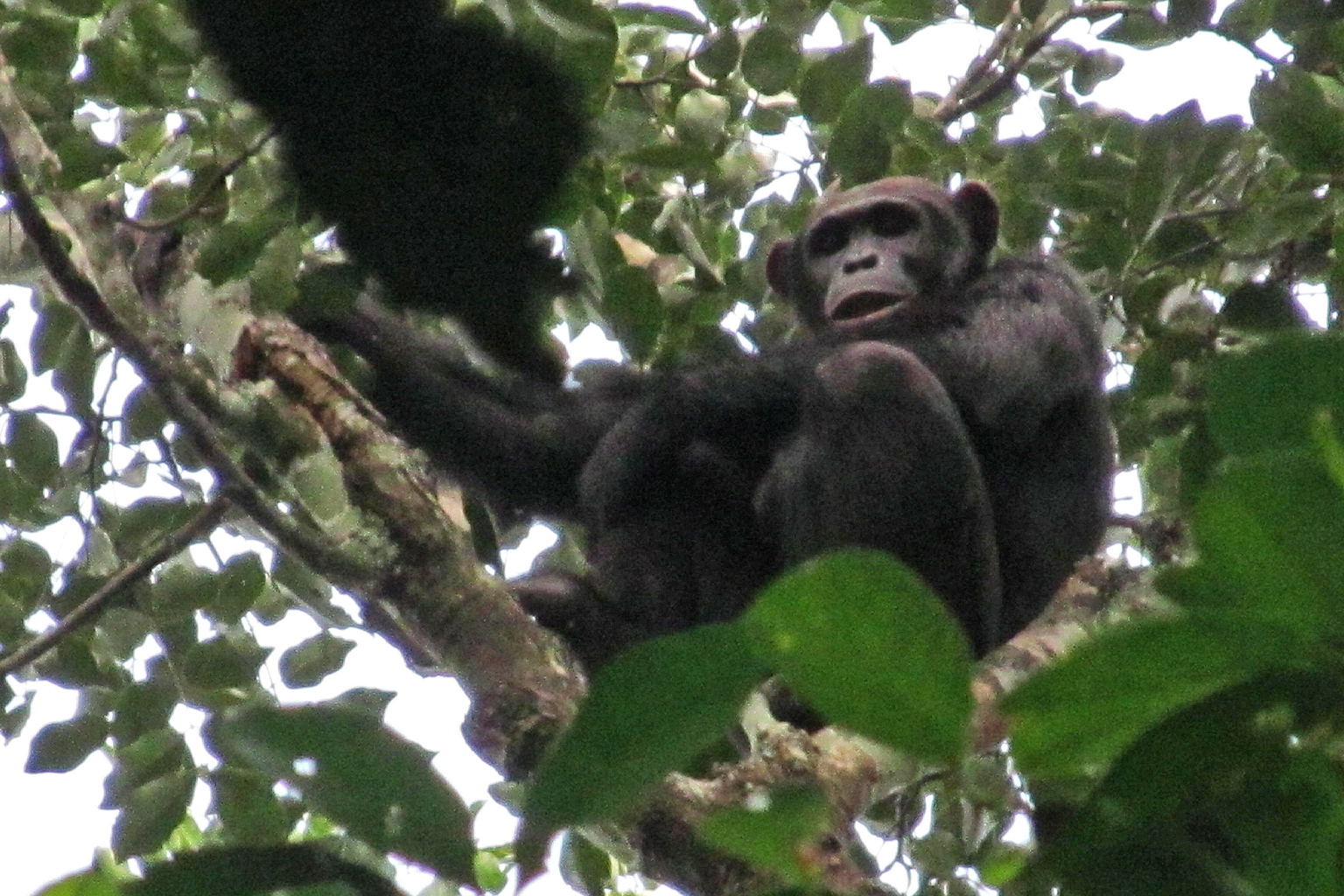 An adult male chimpanzee