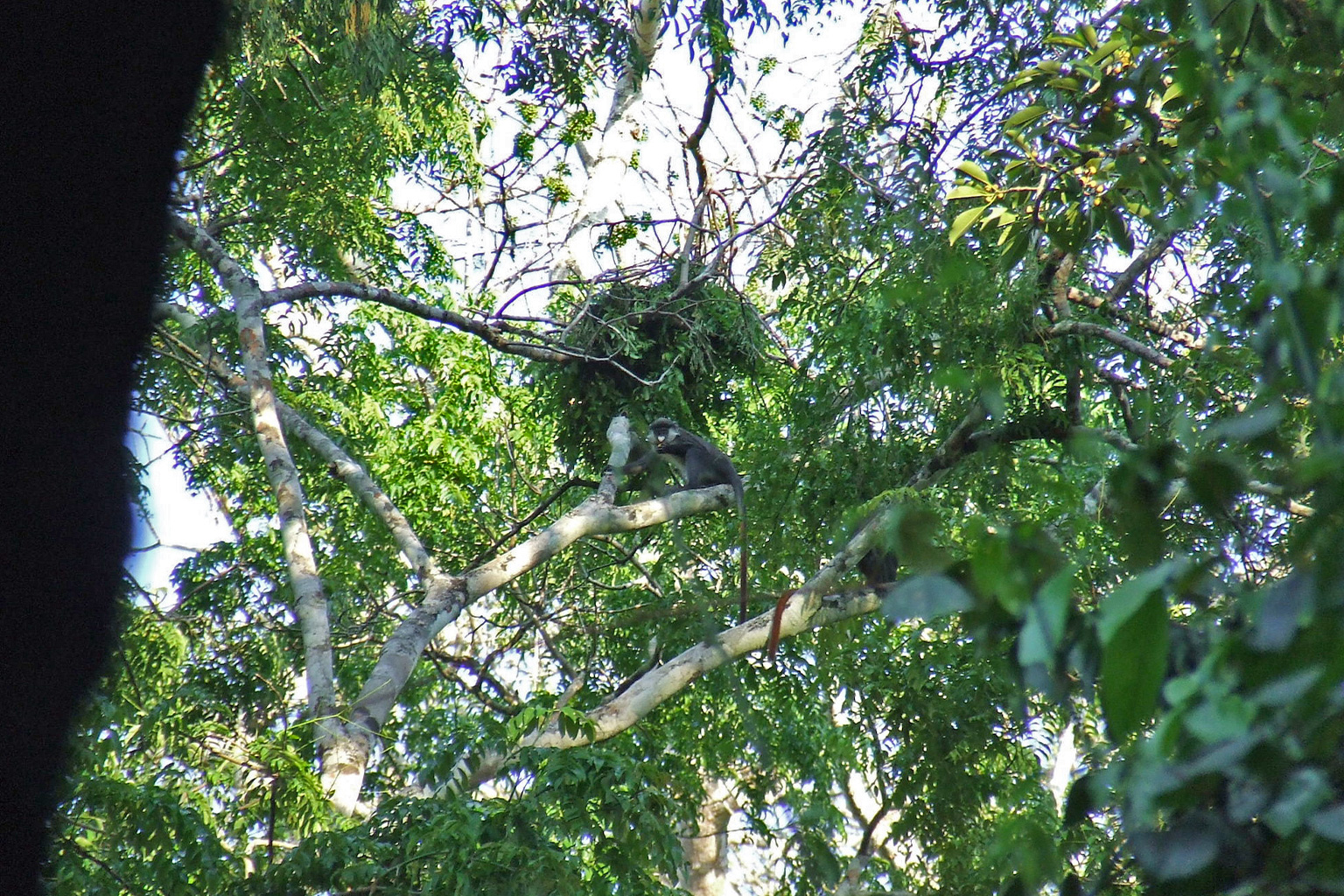 Chimpanzee tree nest in the Gangu Forest, DRC, with a red-tailed monkey on a lower branch.