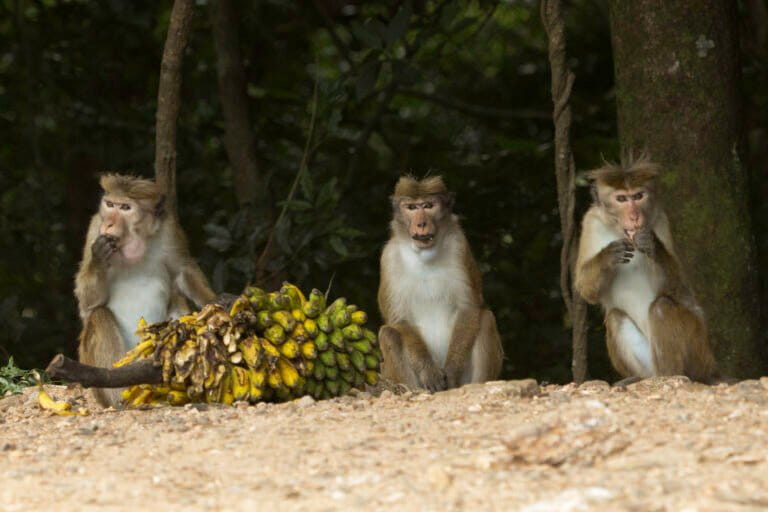 Toque macaques are known for raiding crops and houses, intensifying animal-human conflict in many parts of Sri Lanka. Photo by Rukmal Ratnayake.