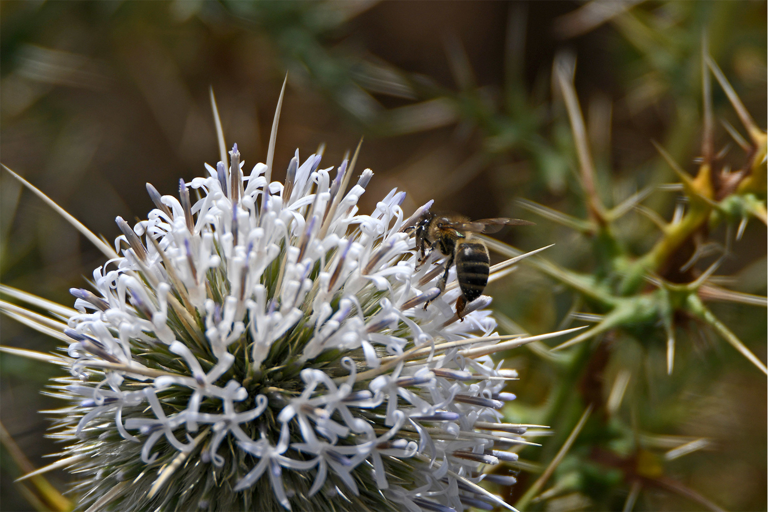 A honeybee on a flower.