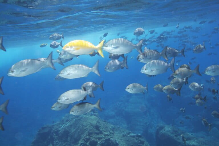 School of Pacific Chub / nenue (Kyphosus sandwicensis) in Papahānaumokuākea Marine National Monument. A yellow one is regarded as “queen” of the school. Image by Papahānaumokuākea Marine National Monument via Flickr (CC BY-NC 2.0).