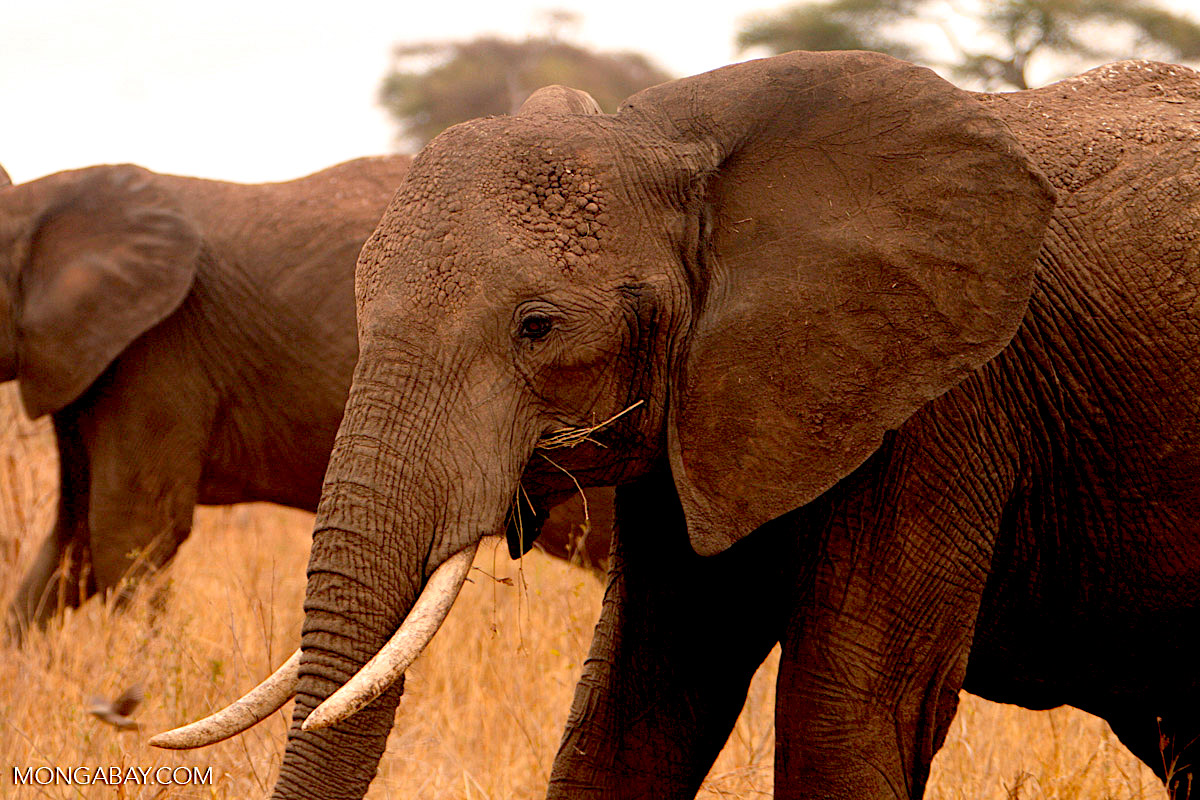 maasai-conservationist-strives-to-protect-indigenous-rights-because