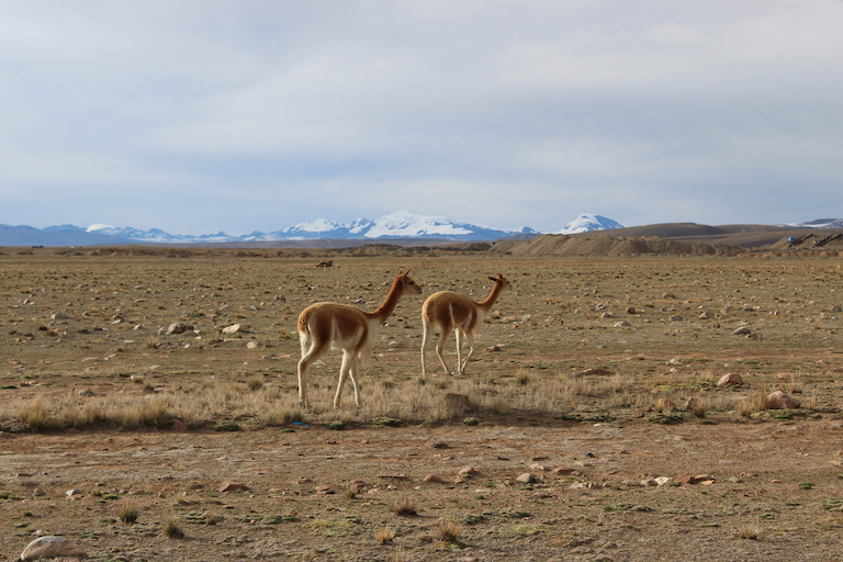 Vicuñas in the high plateau of Apolobamba. Image by Thomas Graham for Mongabay.