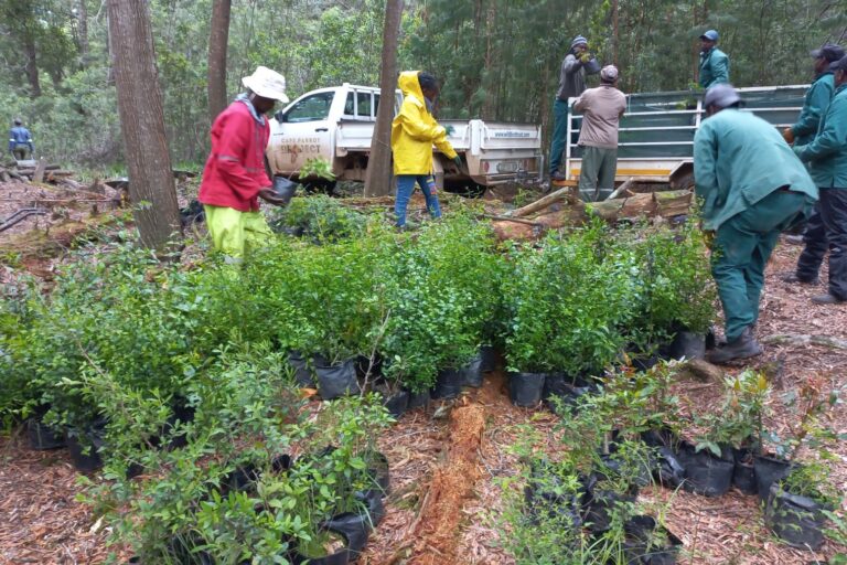 A South African conservation group is enlisting local community members to grow trees to restore high-altitude mistbelt forests that are home to the threatened Cape parrot (Poicephalus robustus).  Image courtesy Cape Parrot Project.