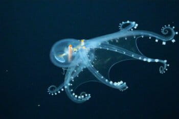 A glass octopus, a nearly transparent species whose only visible features are its optic nerve, eyeballs and digestive tract.