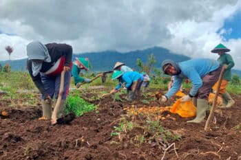Potato farmers at the foot of Mount Kerinci.