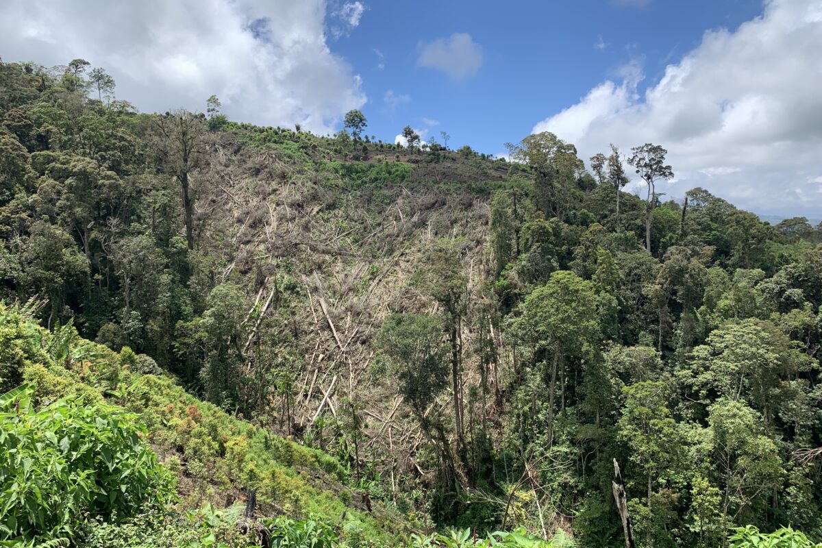 Encroachment into the forest area in Kerinci Seblat National Park.