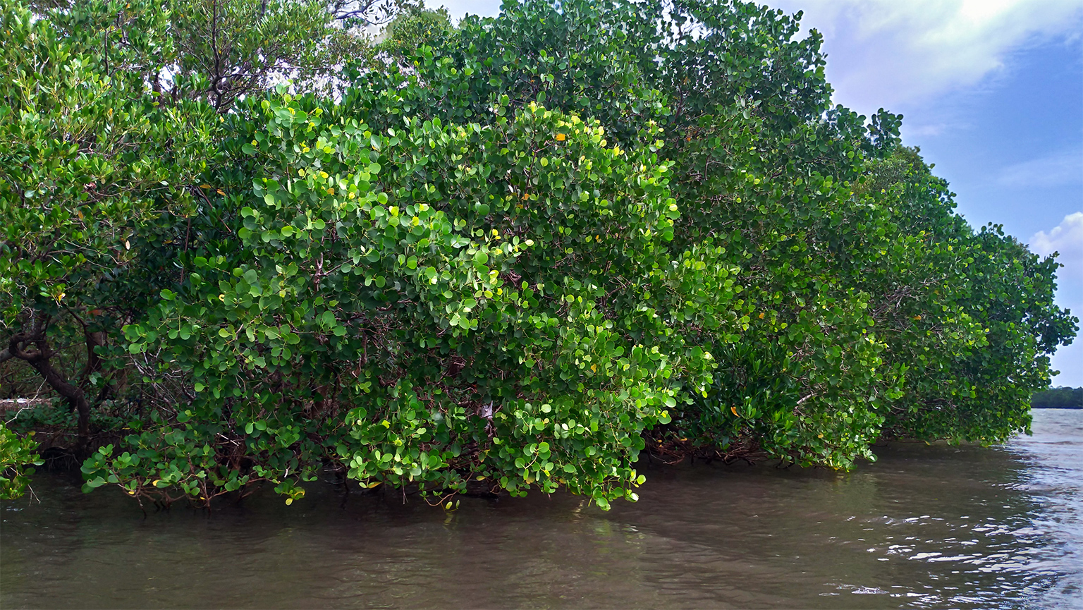 Sonneratia alba trees