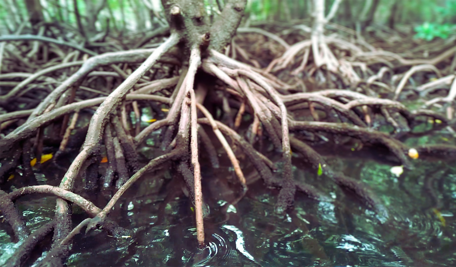 mangroves roots