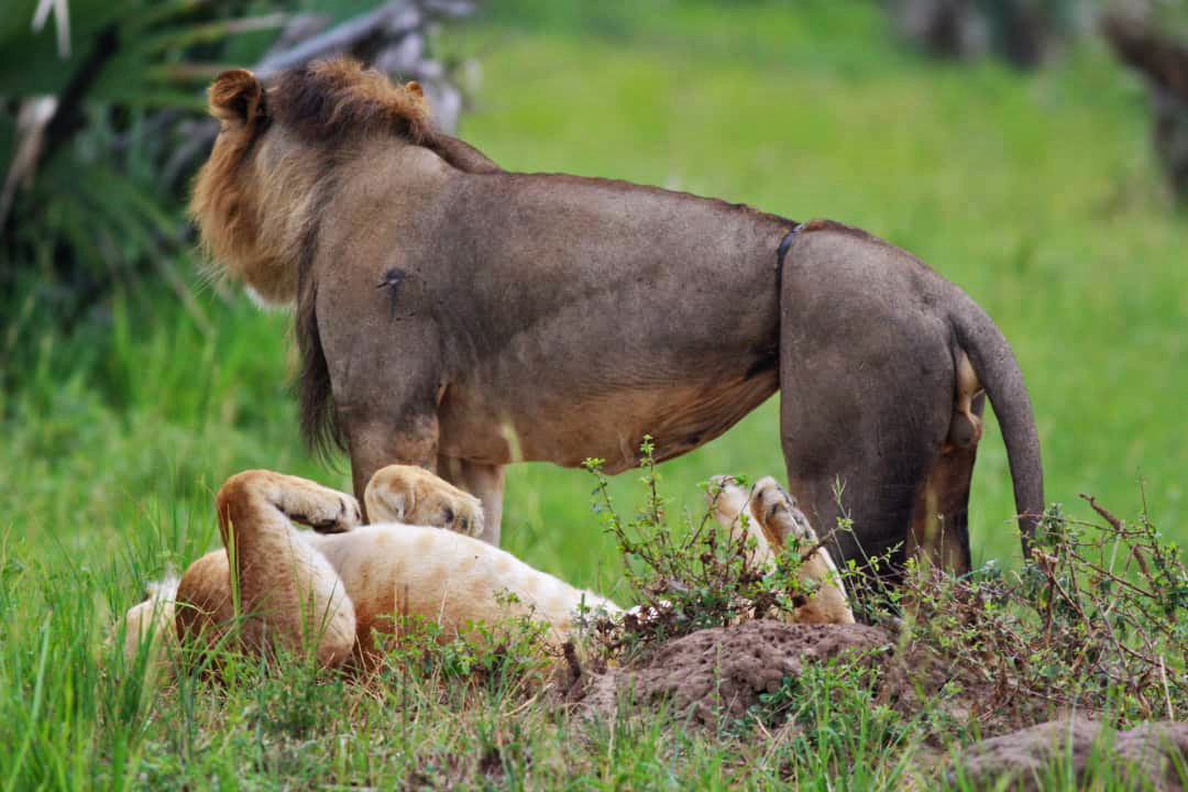 Snare around a lion's waist.