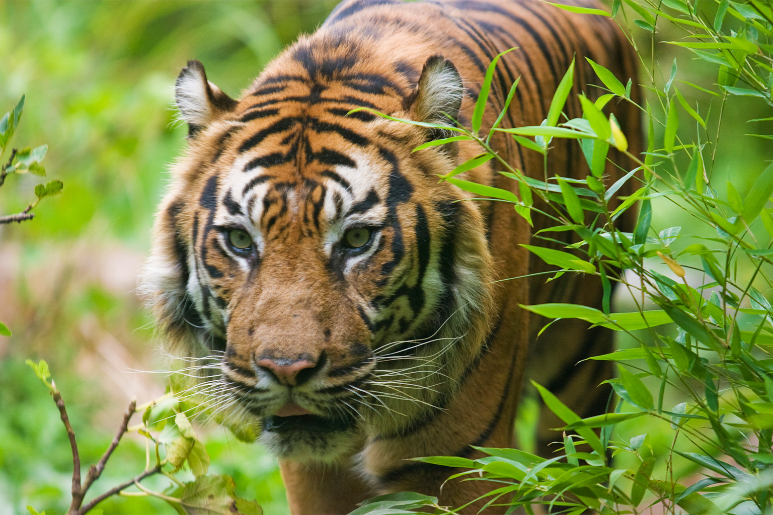 An Indochinese tiger.