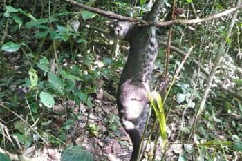 An African golden cat caught in a snare.