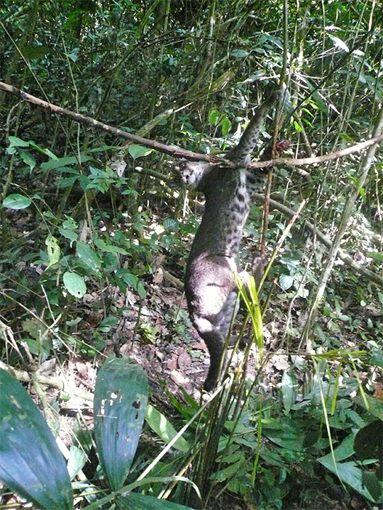 An African golden cat caught in a snare. 