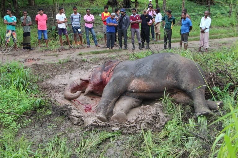 One elephant a day: Sri Lanka wildlife conflict deepens as death