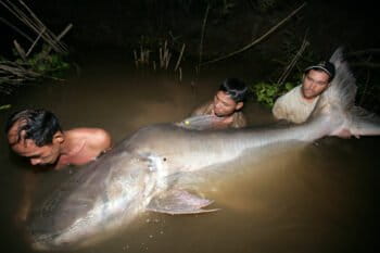 Mekong giant catfish