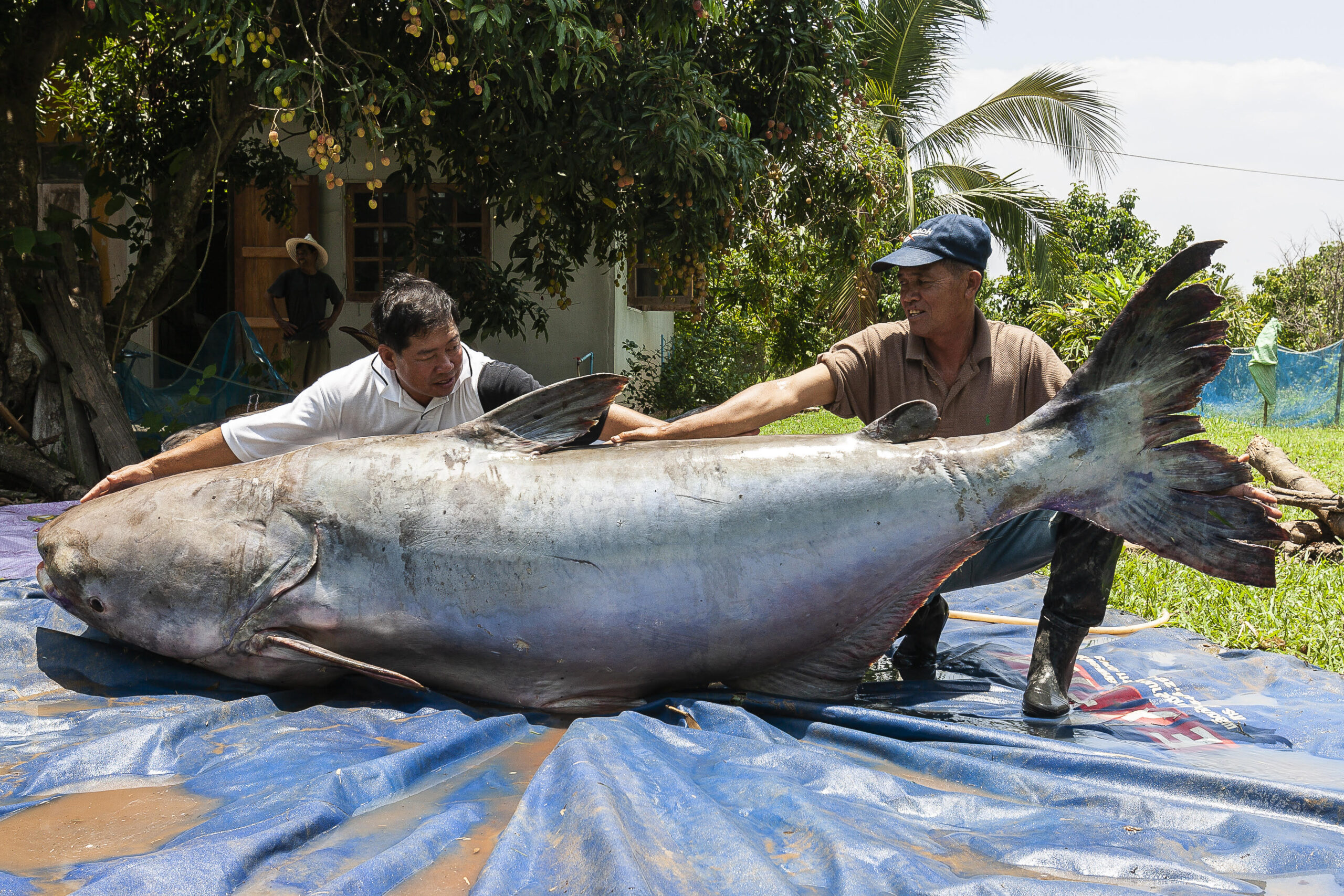 Фото самого большого сама. Mekong giant Catfish рыба. Гигантский сом Меконга. Гигантский Шильбовый сом. Гигантский пангасиус.