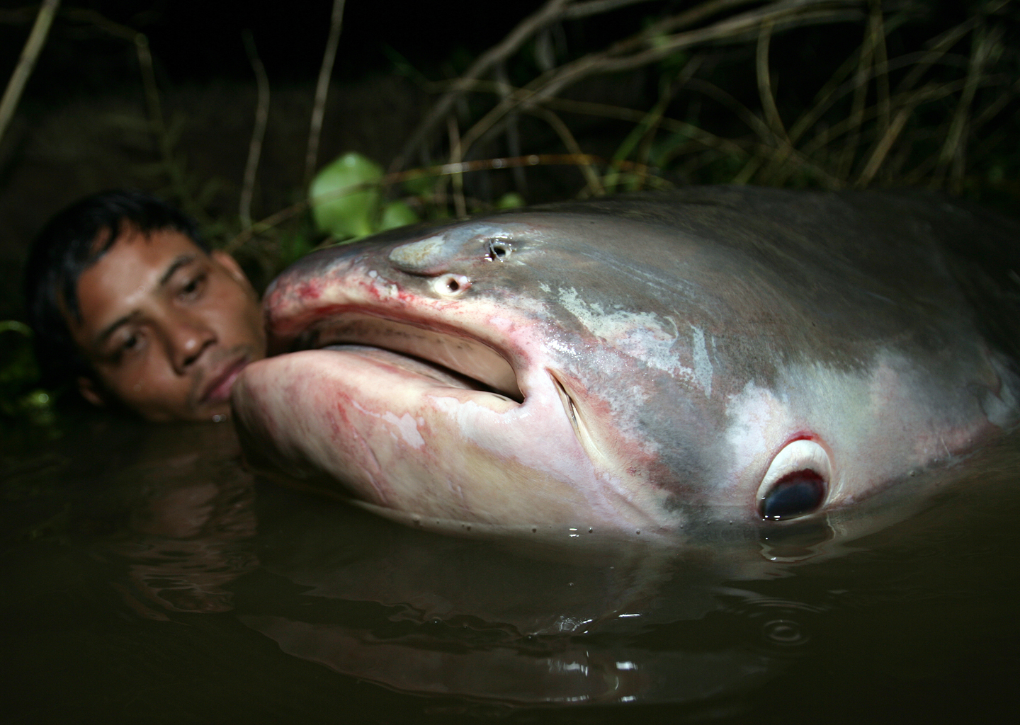 Giant Mekong catfish