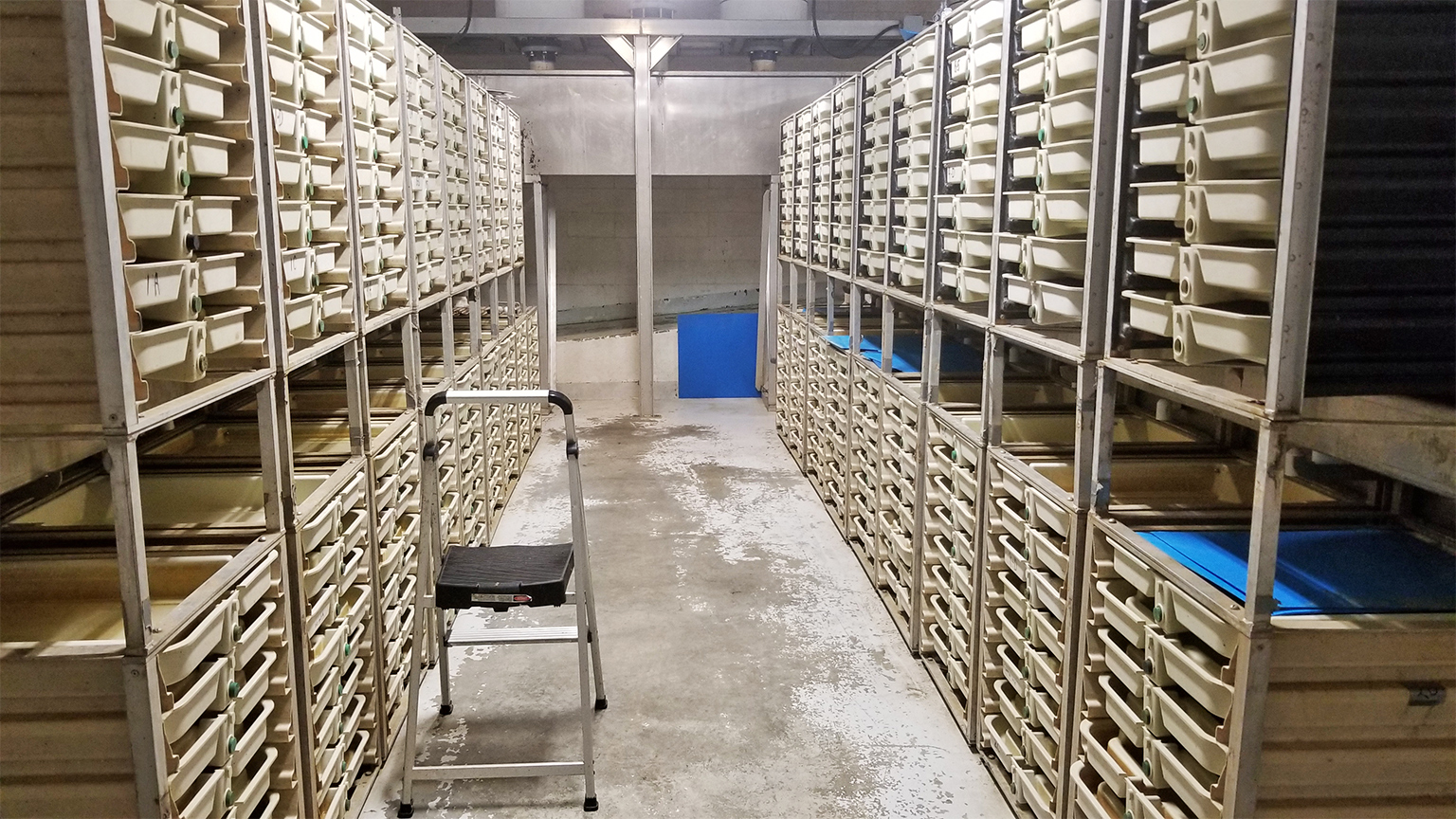 Rows of incubation trays where eggs are reared and hatched