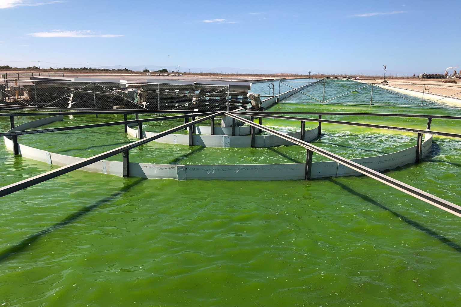 Algae growing in a Viridos pool. 