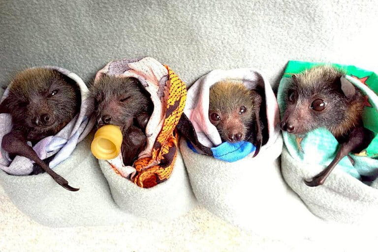 An example of cute/aesthetically pleasing bats. Image courtesy of Sydney Wildlife.