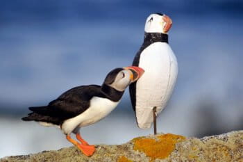 An Atlantic puffin inspecting a decoy