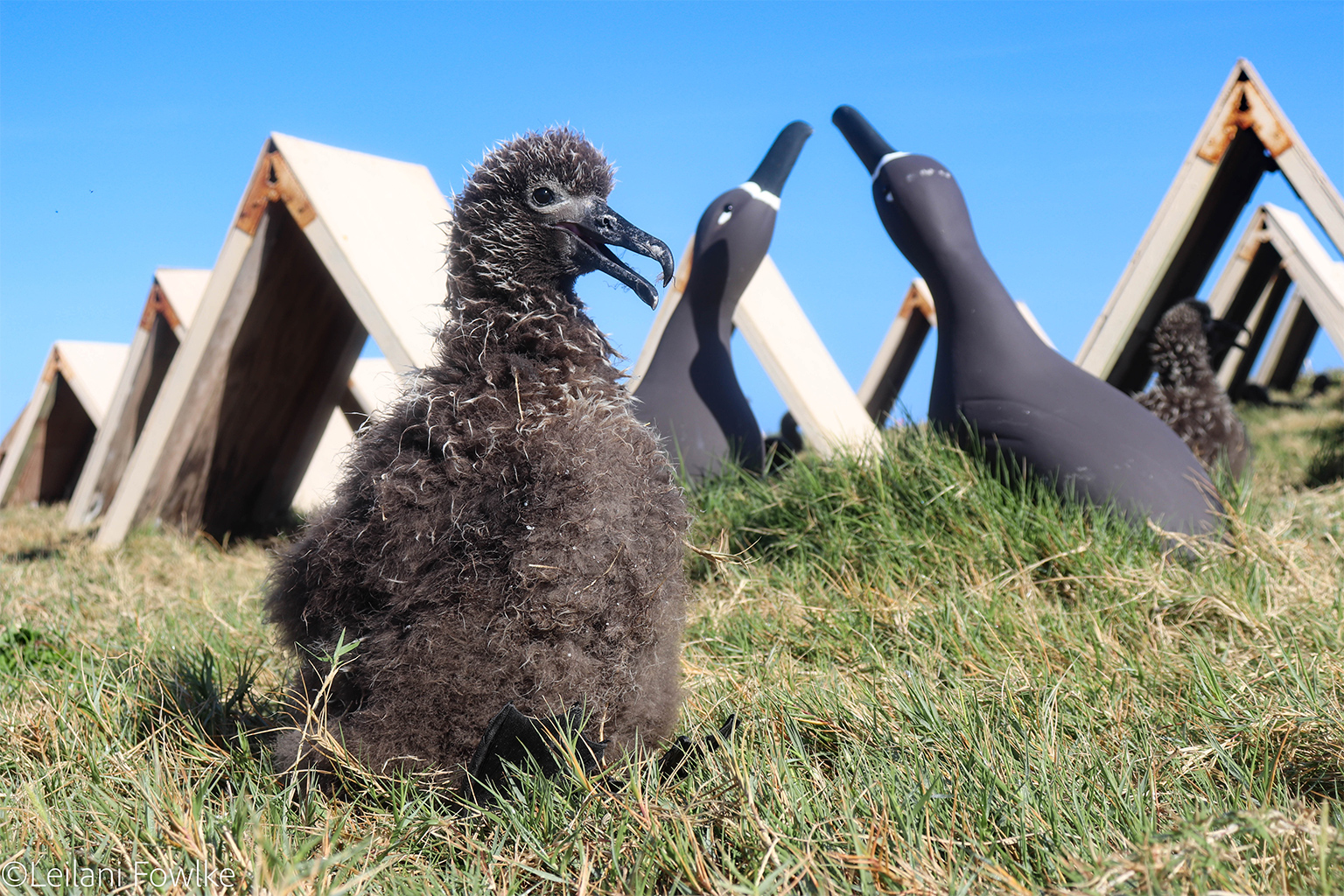 A black-footed albatross