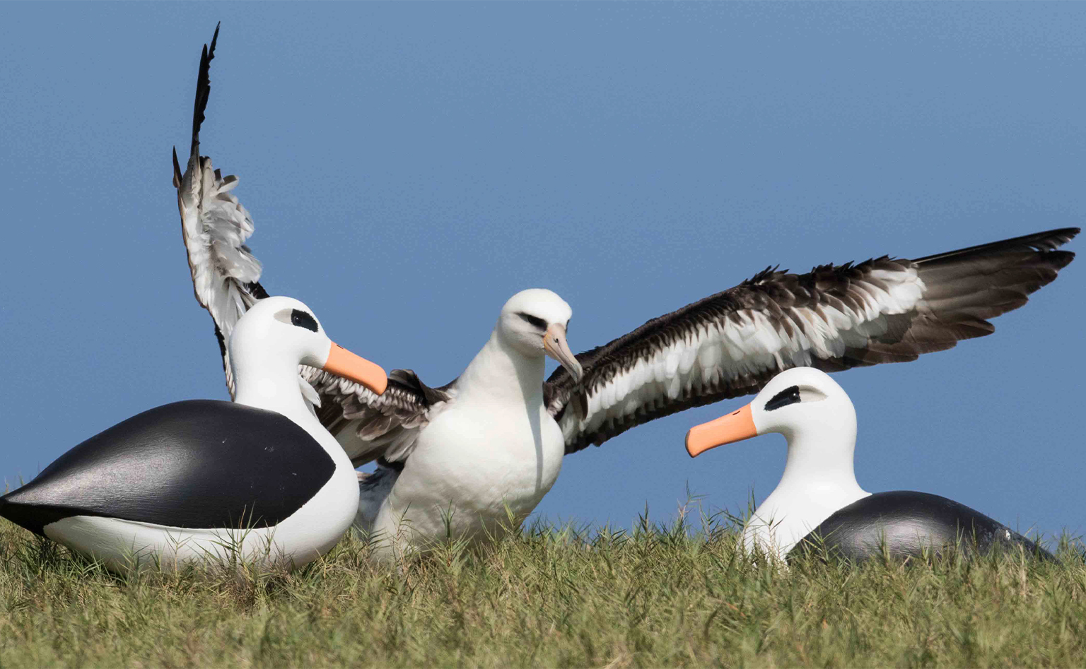 Laysan albatross with decoys