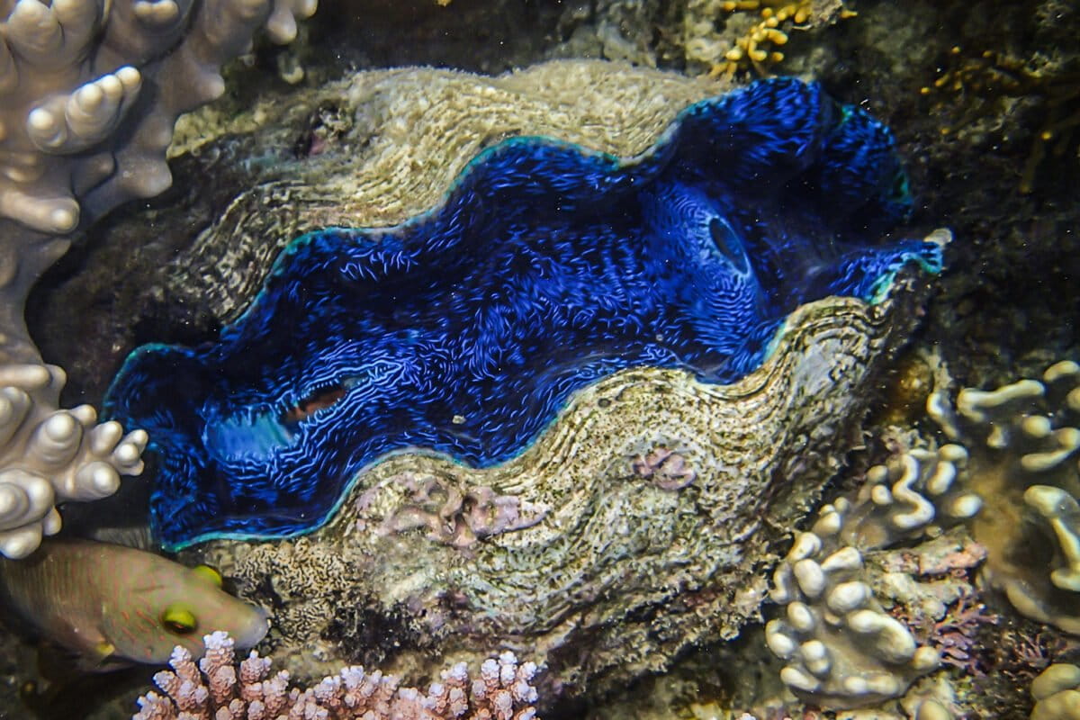 Conservation news on Endangered Species