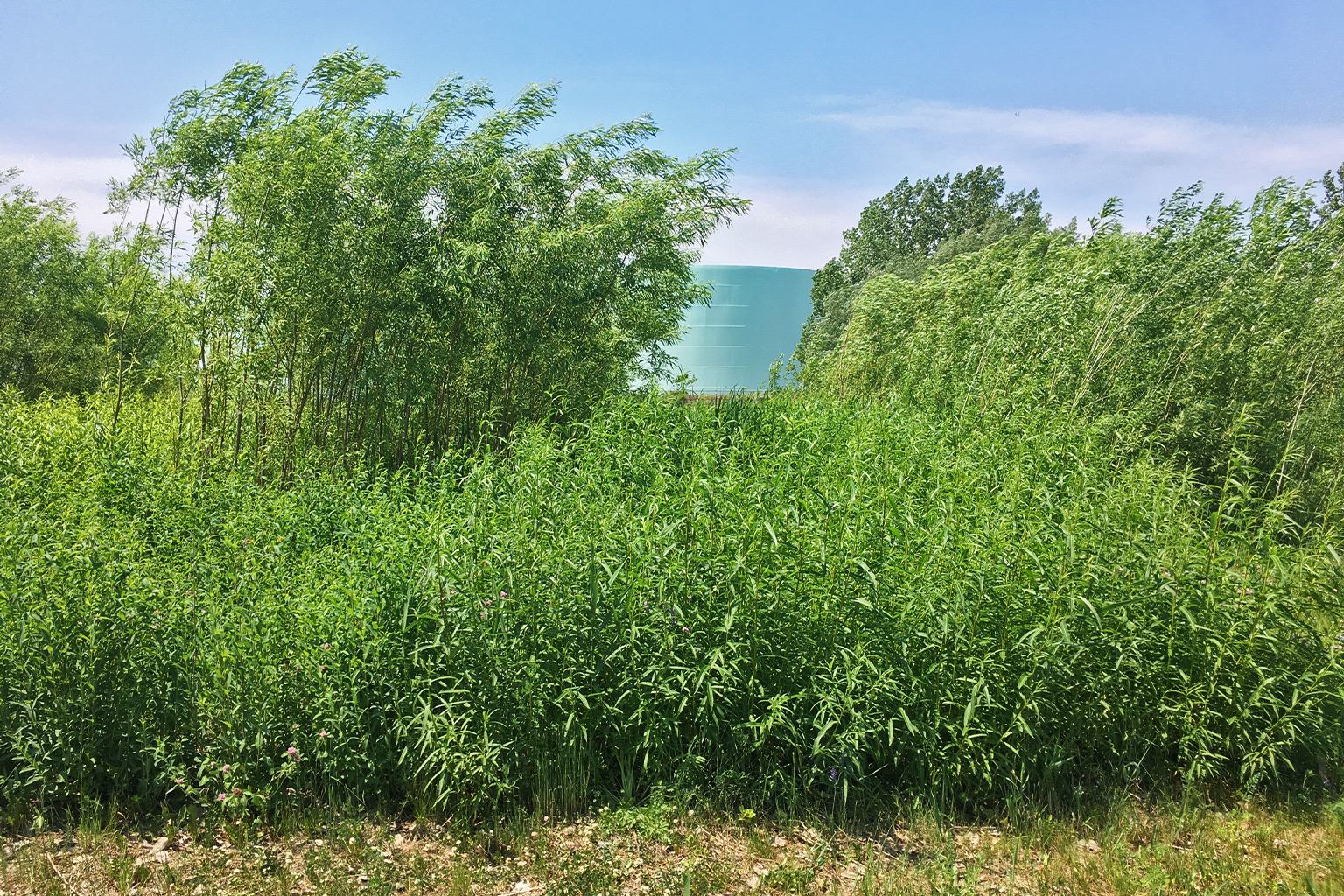 Fast-growing willows