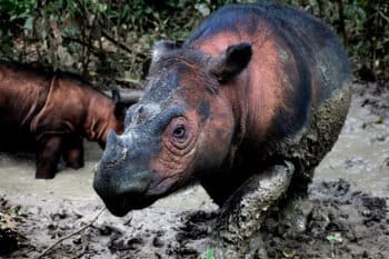 Sumatran rhinos